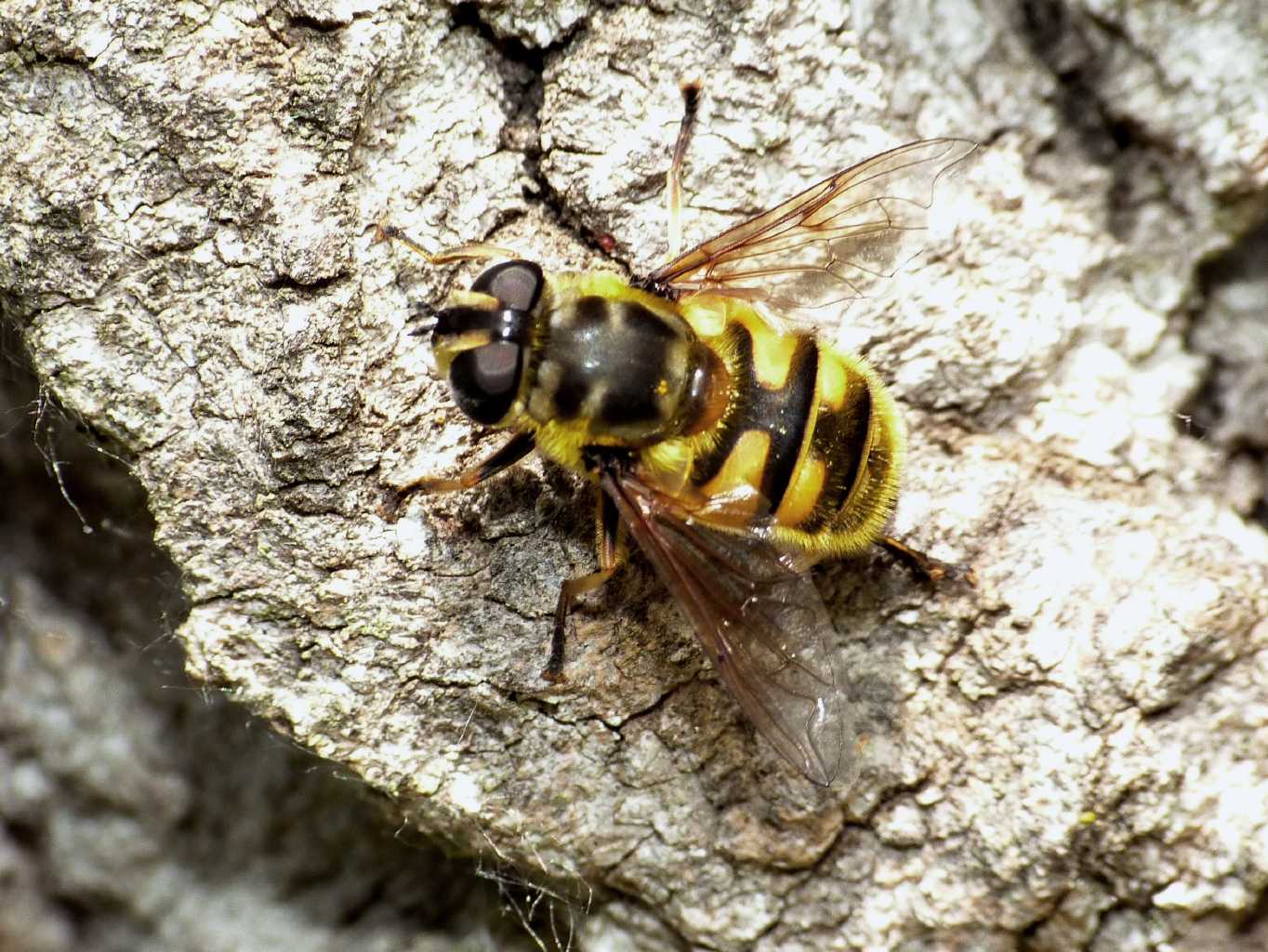Myathropa in deposizione